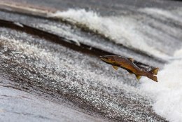 Väärt kalad pääsesid paisude tagant Pärnu jõkke