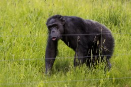 Suri loomaaia kõrges eas šimpans Pino