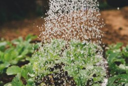 AIAELU | Hädaabi taimedele põua või pikema vihmaperioodi ajal
