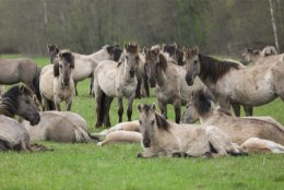 Hiiumaal ründas hobusekari Sääretirpi jalutama läinud turiste