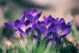 AED | Pista juba praegu lillesibulad mulda, et kevadel õieilu nautida!