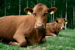 Eesti väikesaared hädas: kariloomi ei saa vedada mandrile