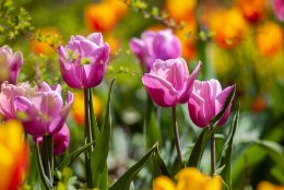 Pane aed kevadel õitsema! Põhjalik õpetus, kuidas sügisel sibullilli istutada 