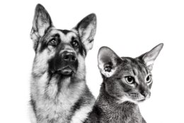 „LOOMAARST TASKUS“ | Loomaarstid hoiatavad: koera treenimisel tuleb olla väga ettevaatlik!