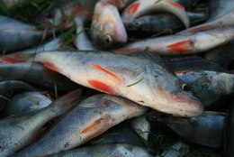 Peipsi kutselised kalurid saavad järgmisel aastal püüda rohkem latikat, vähem koha ja ahvenat