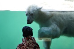 Jääkaru Aron alustas teekonda Prantsusmaa loomaaeda