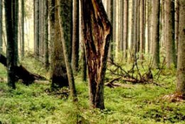 Metsauudised | Valitsus kinnitas kolme kaitseala eeskirjad ja arvas ühe ala kaitse alt välja

