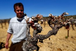 Külm hävitas kolmandiku Prantsusmaa viinamarjasaagist