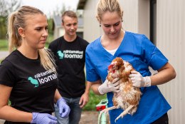 GALERII | Loomakaitsjad päästsid Eesti ühest suurimast puurikanalast hukkamisest 176 halvas seisus lindu