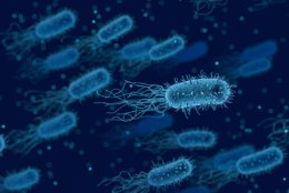 VIIMAKS TÕHUS RAVI: viirus alistas jalga söönud superbakteri