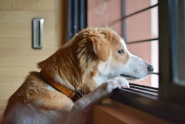 PISSIB, KRAABIB, ULUB: mida teha, kui koer ei suuda üksi kodus olla?