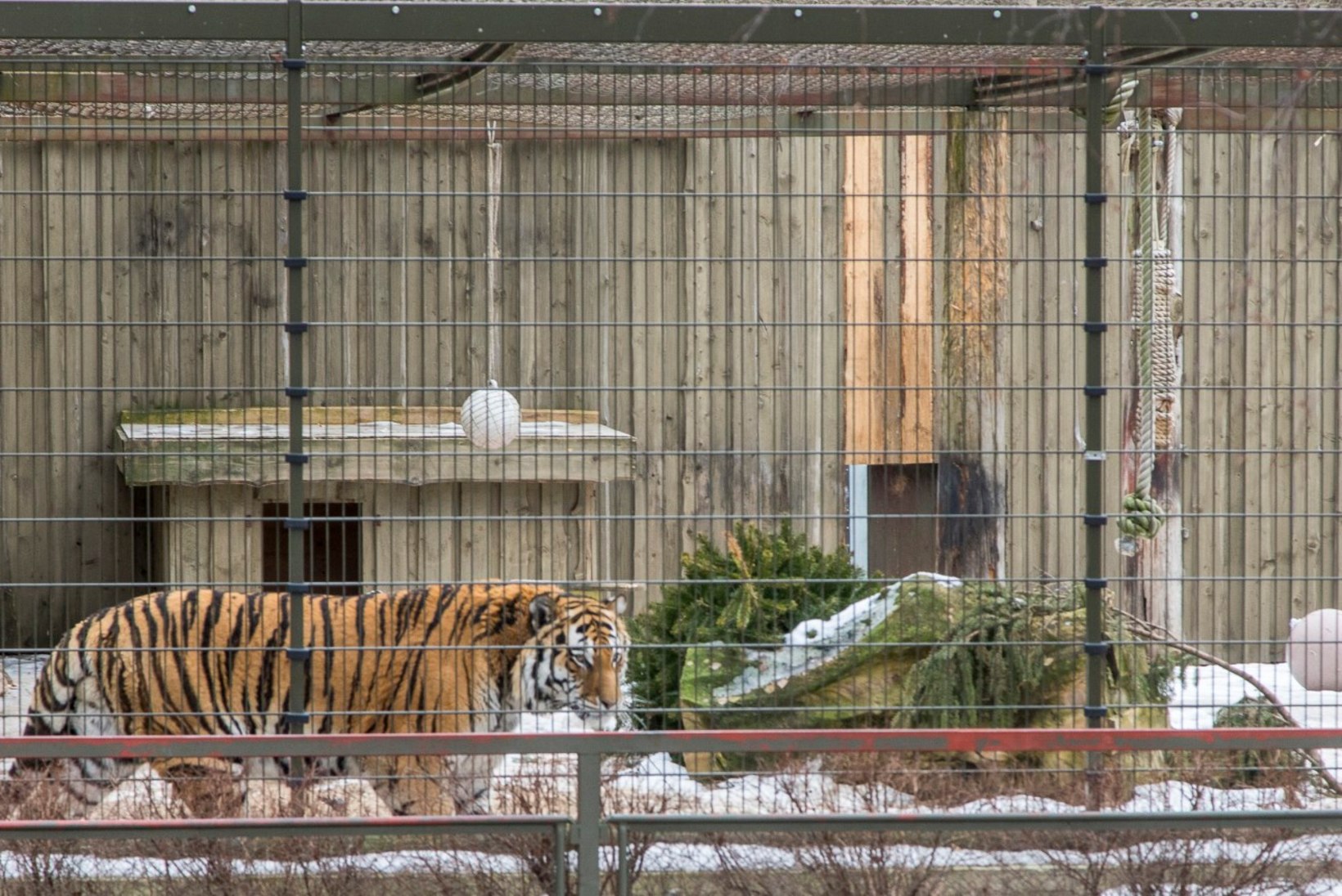 Liiga väike huvi: loomaaia tiigrioru toetuseks mõeldud heategevuskontsert jääb ära