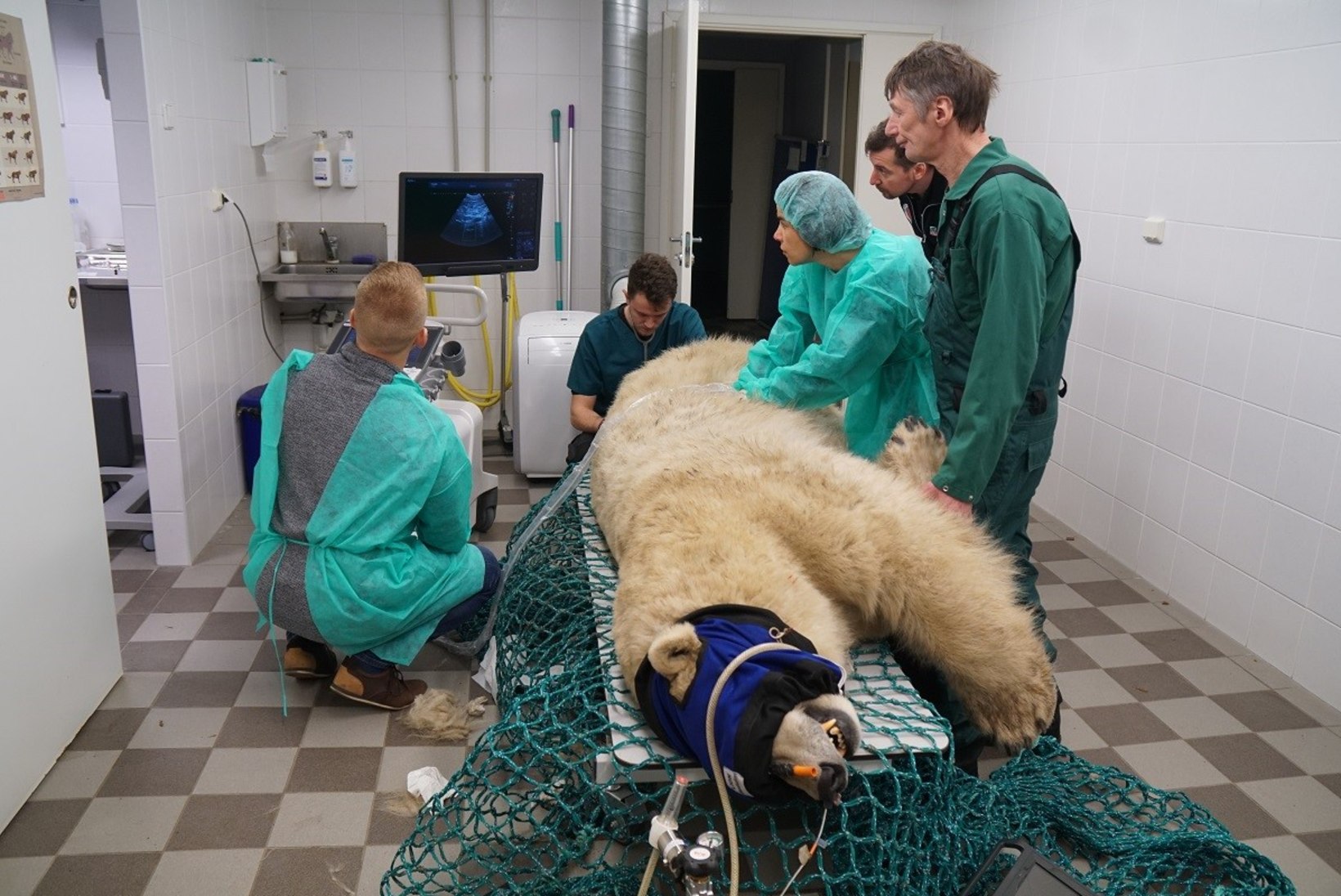 PILTUUDIS | Jääkaru Friida käis ultrahelis 