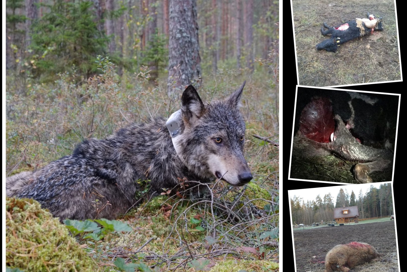 Metsik Lääs Läänemaal: hirmuvalitseja hunt murrab koduloomi kuis tahab
