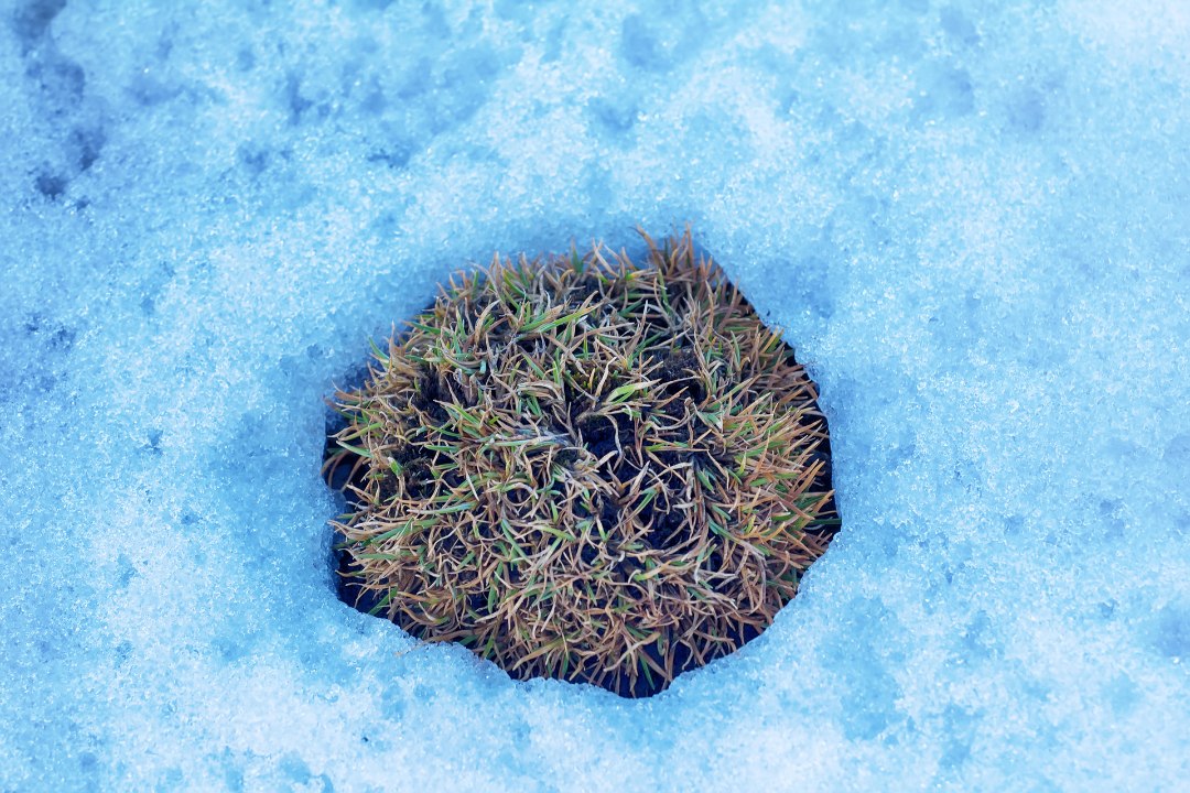SOOMLASED MURES: lume vähesus ohustab arktilisi taimi