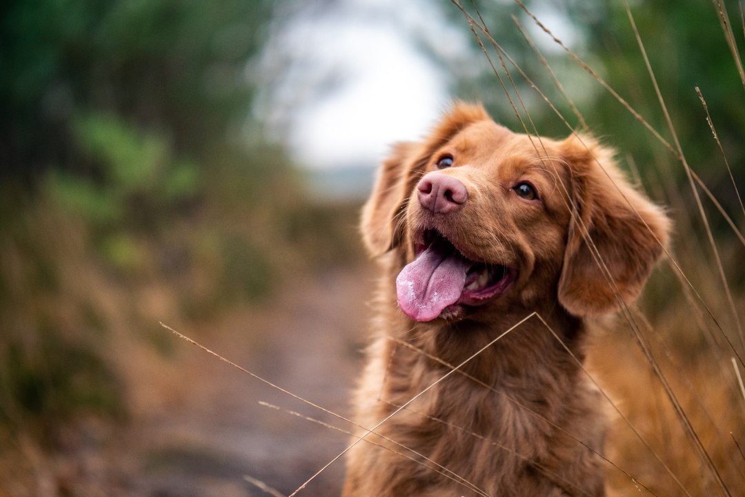 Rõõmsa elu nipid: koertelt on, mida õppida!