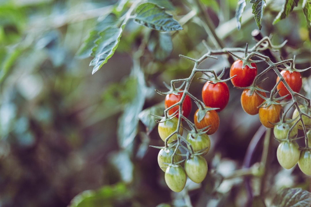 ÖÖKÜLMAD JUULIS: 4 nippi, kuidas kaitsta maasikaid, tomateid ja teisi aiataimi